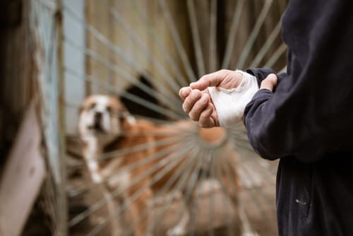 person with dog bite injury wrapped wound on hand with dog in the background